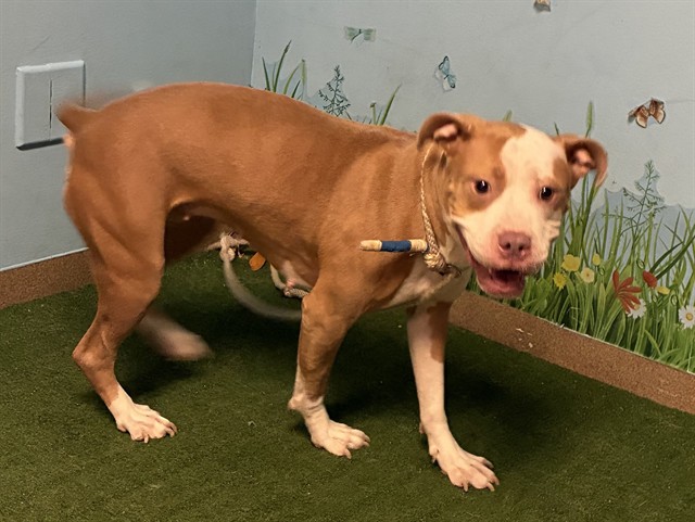 Shelter Stray Female Dog last seen , 38550 Sierra Hwy, Palmdale, CA 93550, USA