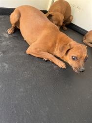 Shelter Stray Female Dog last seen Near BLK OF PADRE ST, BAKERSFIELD CA, 201 S Mt Vernon Ave, Bakersfield, CA 93307, USA