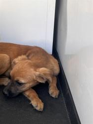 Shelter Stray Male Dog last seen Near BLK OF PADRE ST, BAKERSFIELD CA, 201 S Mt Vernon Ave, Bakersfield, CA 93307, USA
