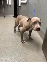 Shelter Stray Female Dog last seen VEGAS/ROBIN, 655 N Mojave Rd, Las Vegas, NV 89101, USA