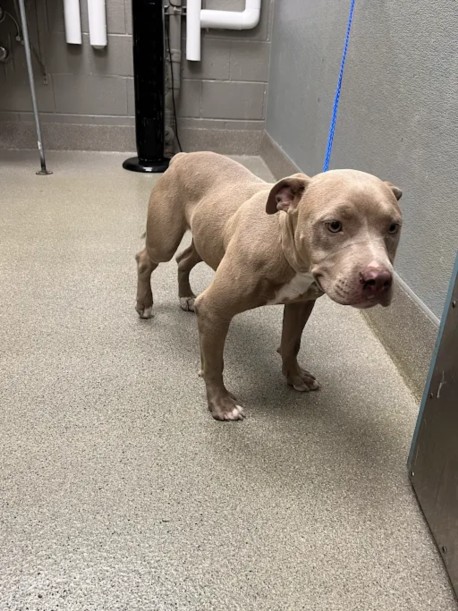 Shelter Stray Female Dog last seen VEGAS/ROBIN, 655 N Mojave Rd, Las Vegas, NV 89101, USA