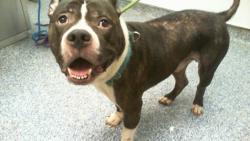 Shelter Stray Male Dog last seen CHARLOTTE, 8315 Byrum Dr, Charlotte, NC 28217, USA