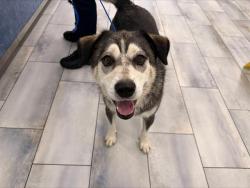 Shelter Stray Female Dog last seen CHARLOTTE, 8315 Byrum Dr, Charlotte, NC 28217, USA
