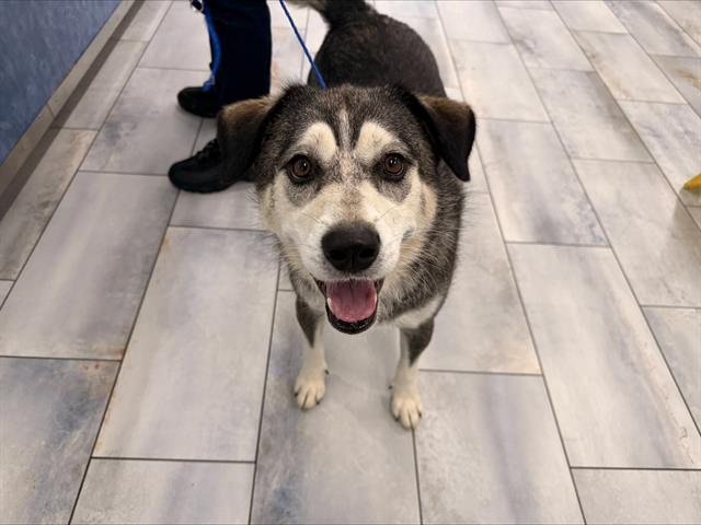 Shelter Stray Female Dog last seen CHARLOTTE, 8315 Byrum Dr, Charlotte, NC 28217, USA