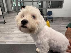 Shelter Stray Male Dog last seen PINEVILLE, 8315 Byrum Dr, Charlotte, NC 28217, USA
