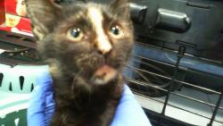 Shelter Stray Female Cat last seen CHARLOTTE, 8315 Byrum Dr, Charlotte, NC 28217, USA