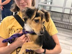 Shelter Stray Male Dog last seen CHARLOTTE, 8315 Byrum Dr, Charlotte, NC 28217, USA