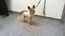 Shelter Stray Male Dog last seen CHARLOTTE, 8315 Byrum Dr, Charlotte, NC 28217, USA