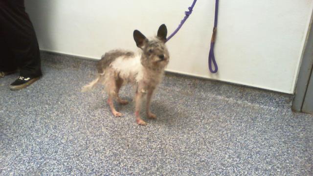Shelter Stray Male Dog last seen CHARLOTTE, 8315 Byrum Dr, Charlotte, NC 28217, USA