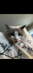 Lost Male Cat last seen Near Seneca and tawya rd. Apple valley, Apple Valley, CA 92307