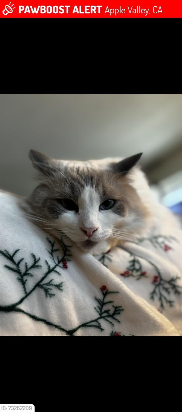 Lost Male Cat last seen Near Seneca and tawya rd. Apple valley, Apple Valley, CA 92307