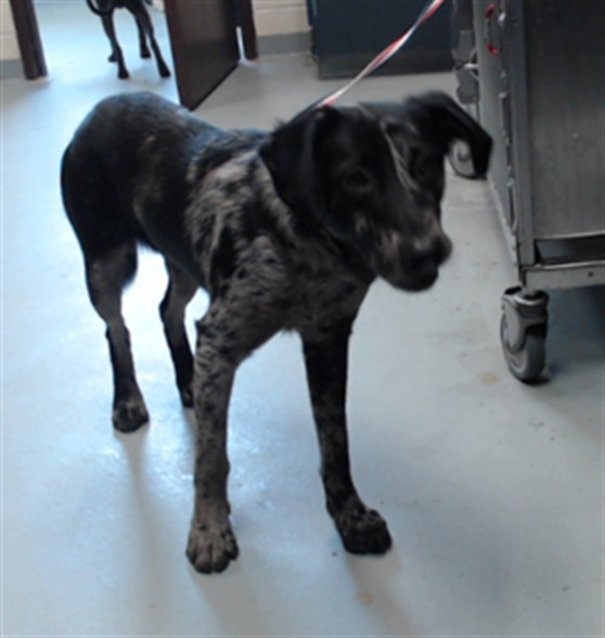 Shelter Stray Male Dog last seen Near ROSEMARY DR, FAYETTEVILLE NC 28301, 4704 Corporation Dr, Fayetteville, NC 28306, USA