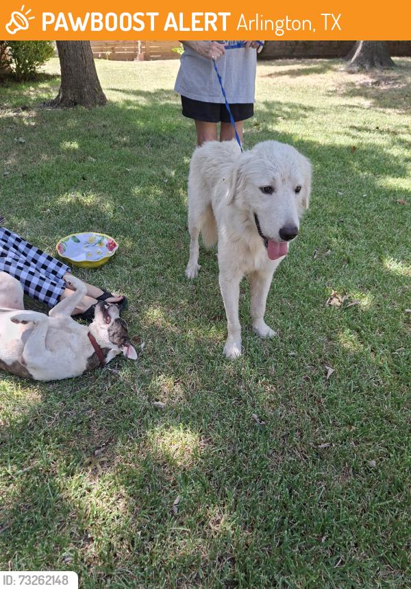Found/Stray Unknown Dog last seen Bowen & Park Row, Arlington, TX 76013