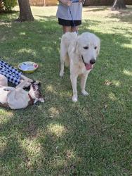 Found/Stray Unknown Dog last seen Bowen & Park Row, Arlington, TX 76013