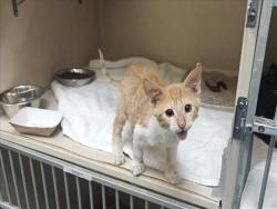 Shelter Stray Male Cat last seen Near BLOCK COUNTRY CLUB GARDENS SANTA FE, 100 Caja Del Rio Rd, Santa Fe, NM 87507, USA