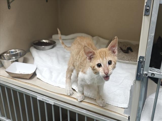 Shelter Stray Male Cat last seen Near BLOCK COUNTRY CLUB GARDENS SANTA FE, 100 Caja Del Rio Rd, Santa Fe, NM 87507, USA