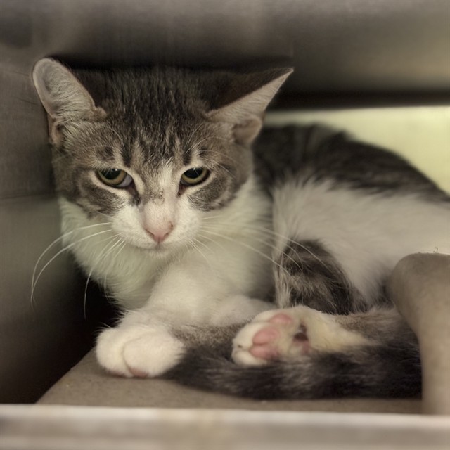 Shelter Stray Unknown Cat last seen , 2811 SE 29th St, Oklahoma City, OK 73129, USA