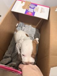 Found/Stray Unknown Dog last seen Loy St., Ennis, TX 75119