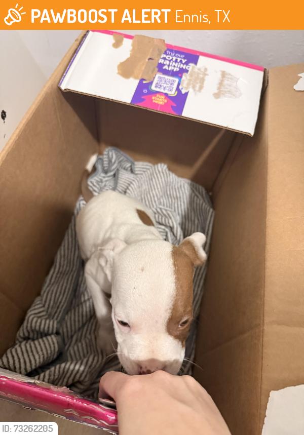Found/Stray Unknown Dog last seen Loy St., Ennis, TX 75119