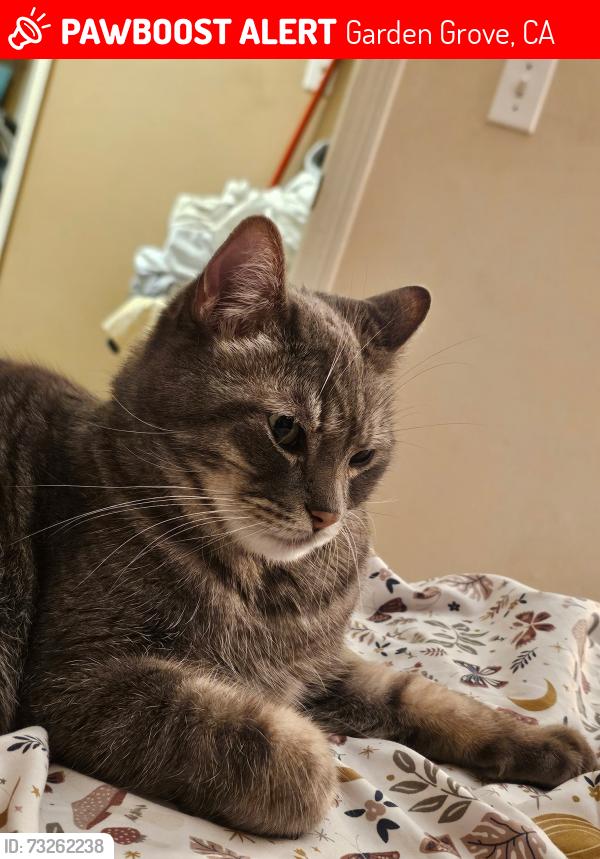 Lost Male Cat last seen McDaniel and Dallas, Garden Grove, CA 92840