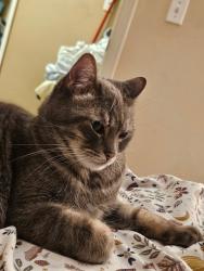 Lost Male Cat last seen McDaniel and Dallas, Garden Grove, CA 92840