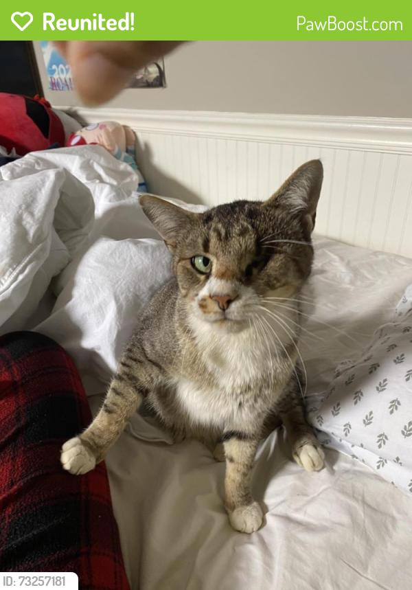 Reunited Male Cat last seen Olde Sycamore Dr, Mint Hill, NC 28227