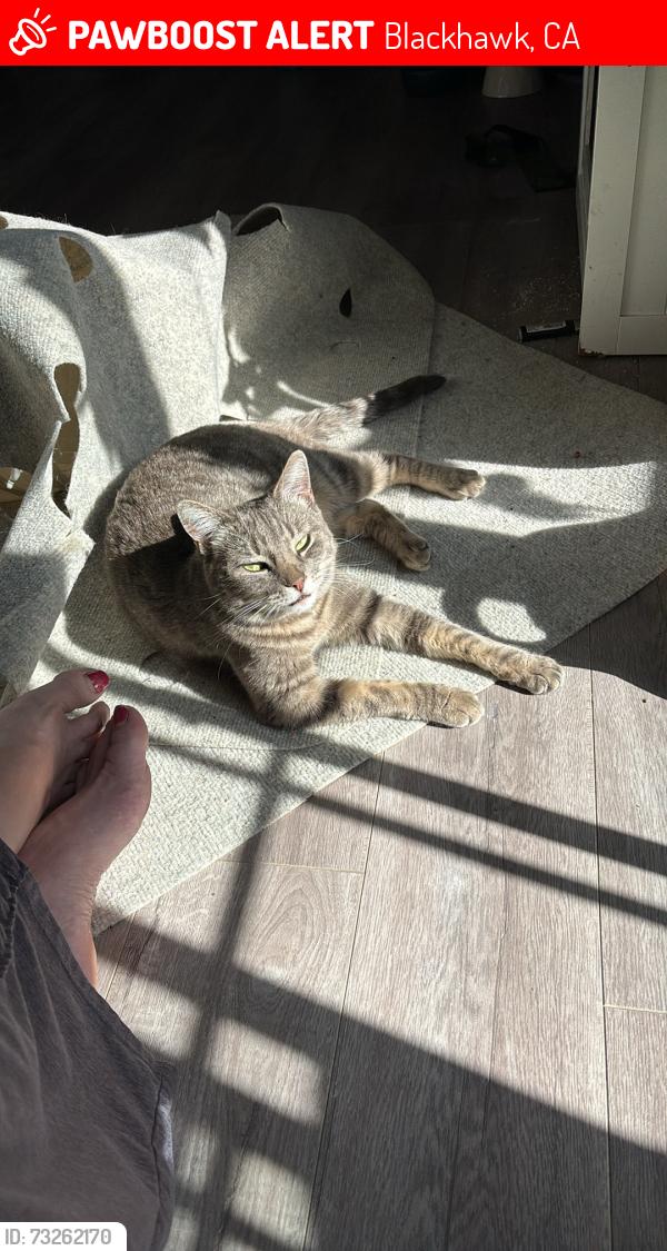 Lost Female Cat last seen Center Way cross st, Blackhawk, CA 94506