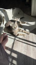 Lost Female Cat last seen Center Way cross st, Blackhawk, CA 94506