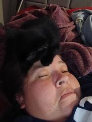 Reunited Male Cat last seen Princess and trace, Rossville, GA 30741