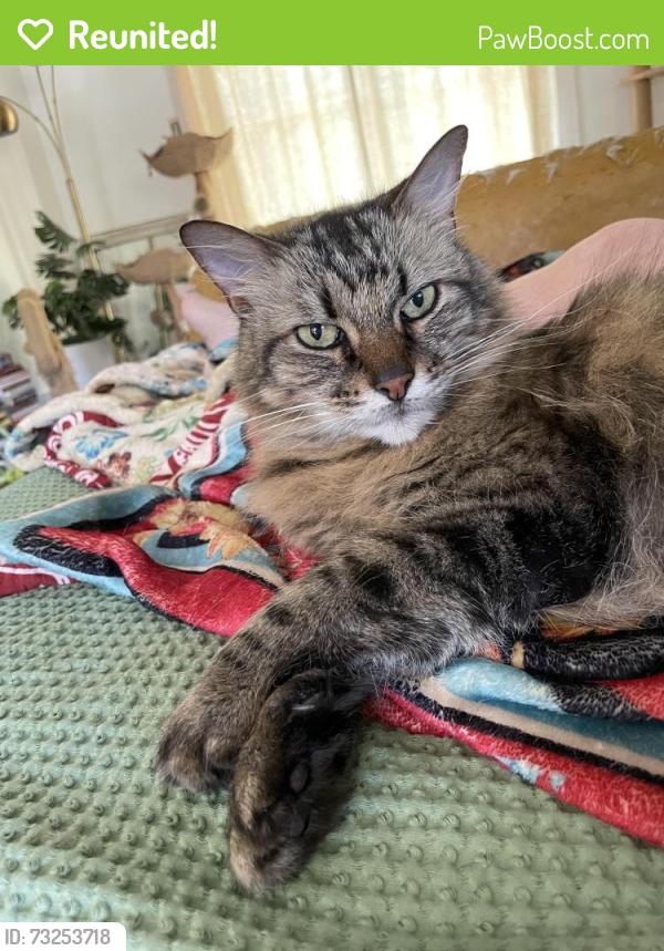 Reunited Male Cat last seen Bryce and Eldridge, Crestline area, Fort Worth, TX 76107