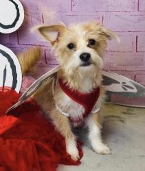 Lost Female Dog last seen Pavo and Lomina, Long Beach, CA 90808