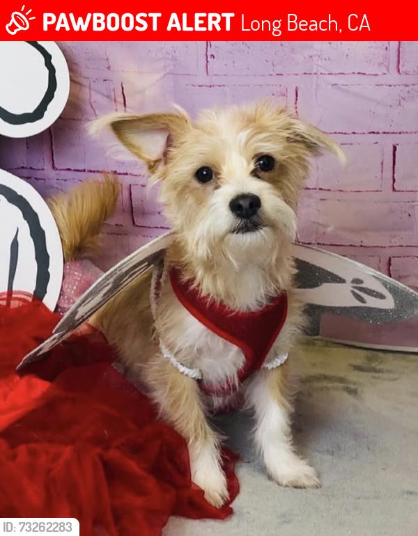 Lost Female Dog last seen Pavo and Lomina, Long Beach, CA 90808