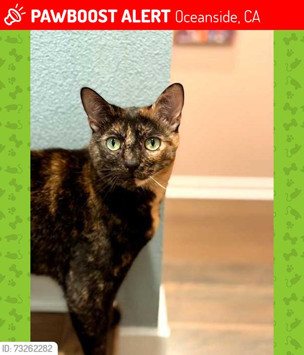 Lost Female Cat last seen Mesa, Oceanside, CA 92056