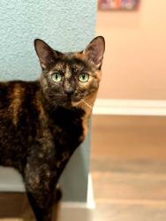 Lost Female Cat last seen Mesa, Oceanside, CA 92056
