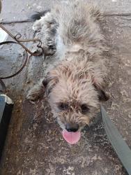 Found/Stray Female Dog last seen SW 117th Ave 33177, Miami-Dade County, FL 33196
