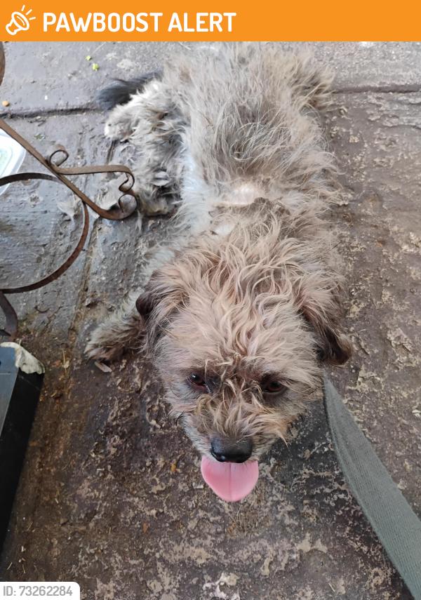 Found/Stray Female Dog last seen SW 117th Ave 33177, Miami-Dade County, FL 33196