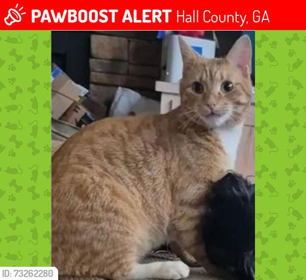 Lost Male Cat last seen Sherman Allen & Poplar Springs Rd, Hall County, GA 30507