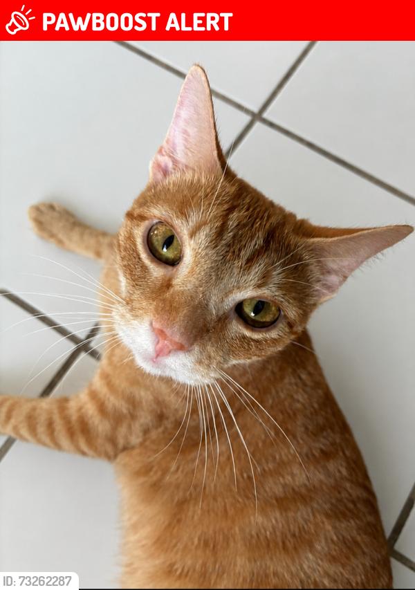 Lost Male Cat last seen Near sw 7th street NL, North Lauderdale, FL 33068