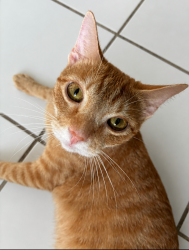 Lost Male Cat last seen Near sw 7th street NL, North Lauderdale, FL 33068