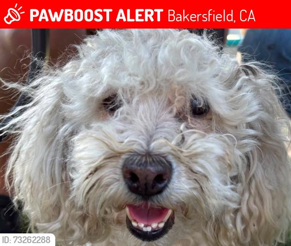 Lost Male Dog last seen Cottonwood, union, Maddison, Bakersfield, CA 93307