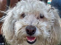 Lost Male Dog last seen Cottonwood, union, Maddison, Bakersfield, CA 93307