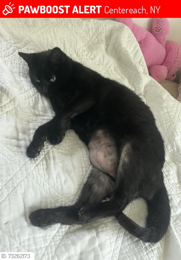 Lost Female Cat last seen Tamara Court, Centereach, NY 11720