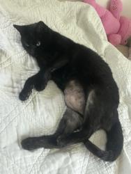 Lost Female Cat last seen Tamara Court, Centereach, NY 11720
