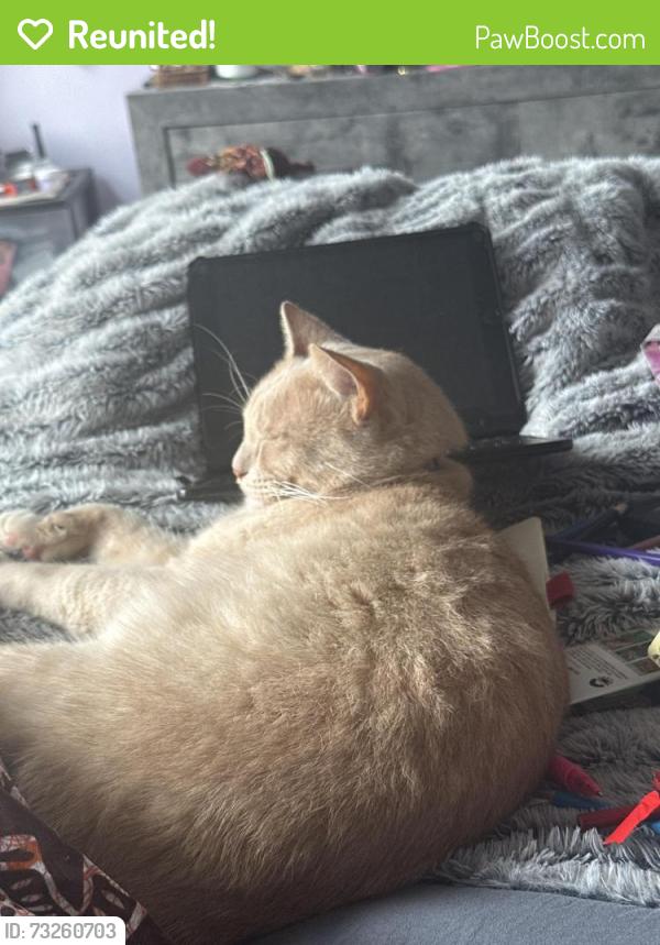Reunited Male Cat last seen Metro point, Greater Landover, MD 20785