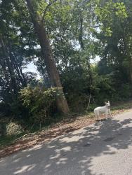 Found/Stray Unknown Dog last seen near the tunnel, Bristol, VA 24201