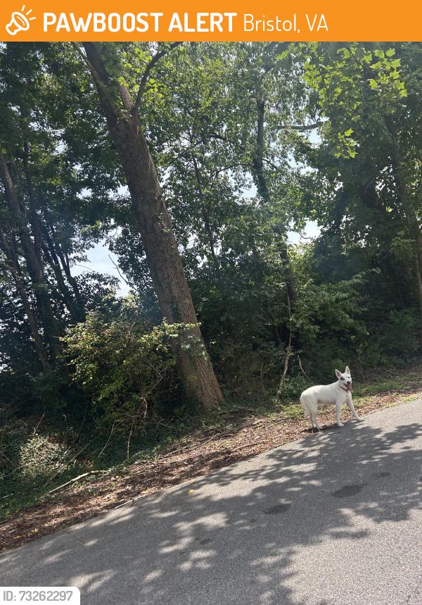 Found/Stray Unknown Dog last seen near the tunnel, Bristol, VA 24201