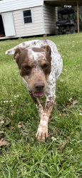 Reunited Male Dog last seen Robinson Creed Road, Huntsville TX, Huntsville, TX 77340
