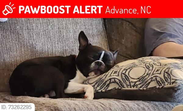 Lost Male Dog last seen Beauchamp rd, Cornatzer road, Advance, NC 27006