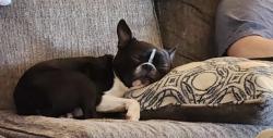 Lost Male Dog last seen Beauchamp rd, Cornatzer road, Advance, NC 27006