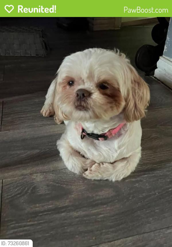Reunited Female Dog last seen Near winderemere dr, Arlington, TX 76014